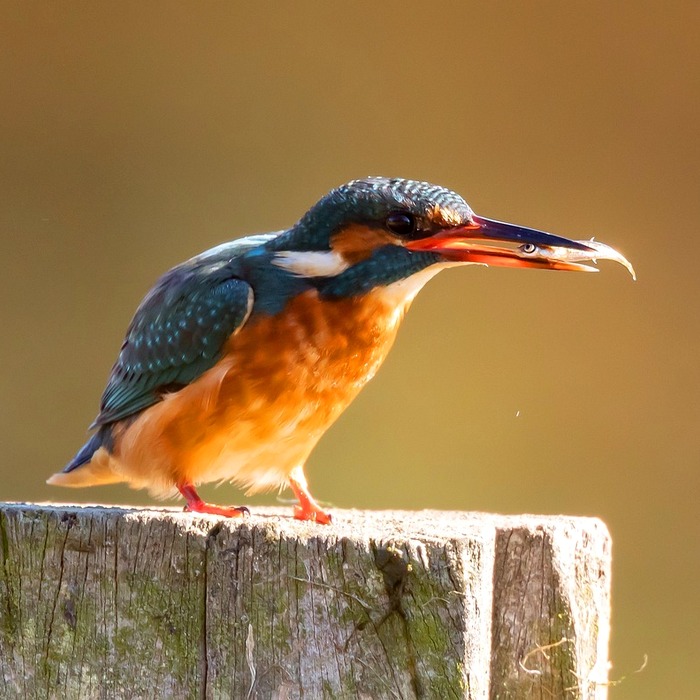 어린이보호구역