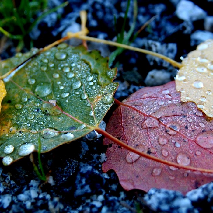 낙엽 떨어진 거리