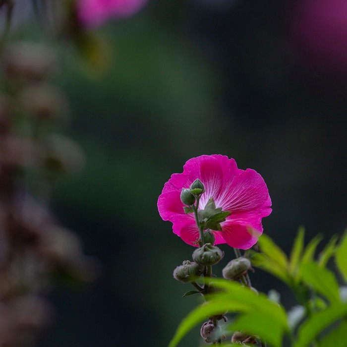 만성 위축성 위염