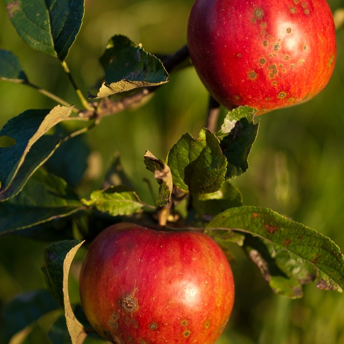 위염 예방 식습관