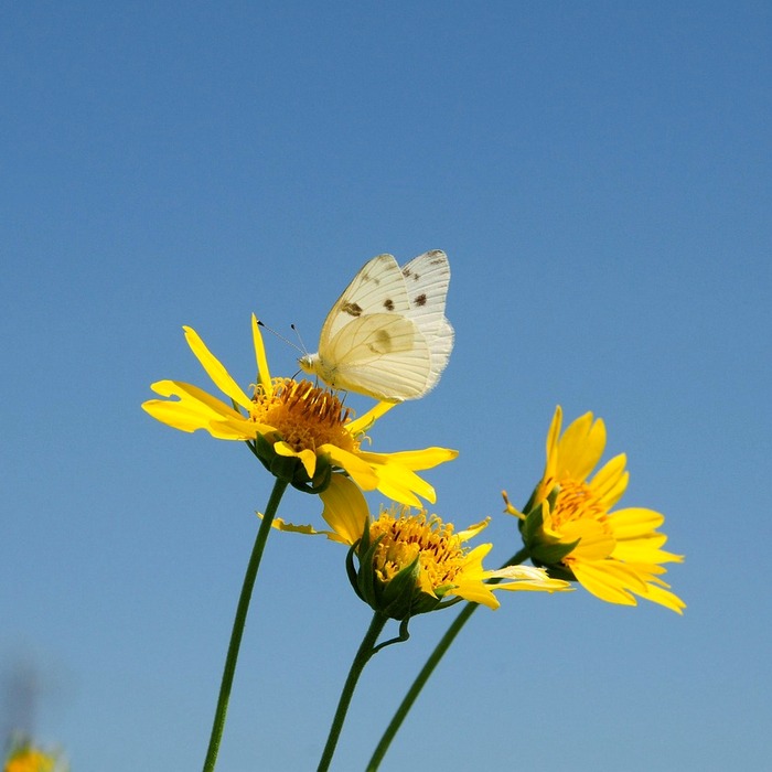 엄궁 더샵 리오몬트