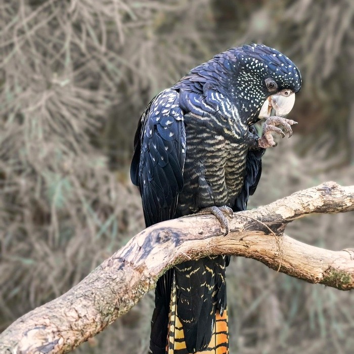 발톱 무좀 증상