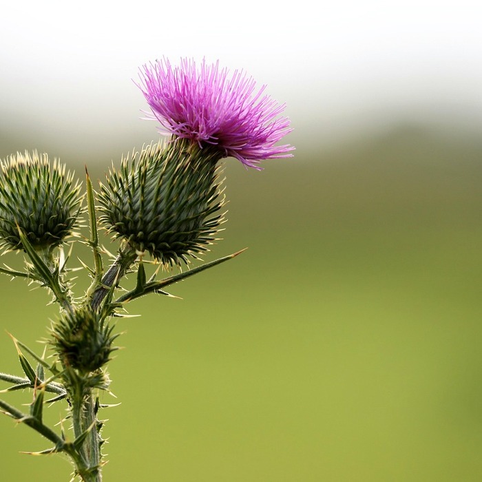 항진균제 사용법