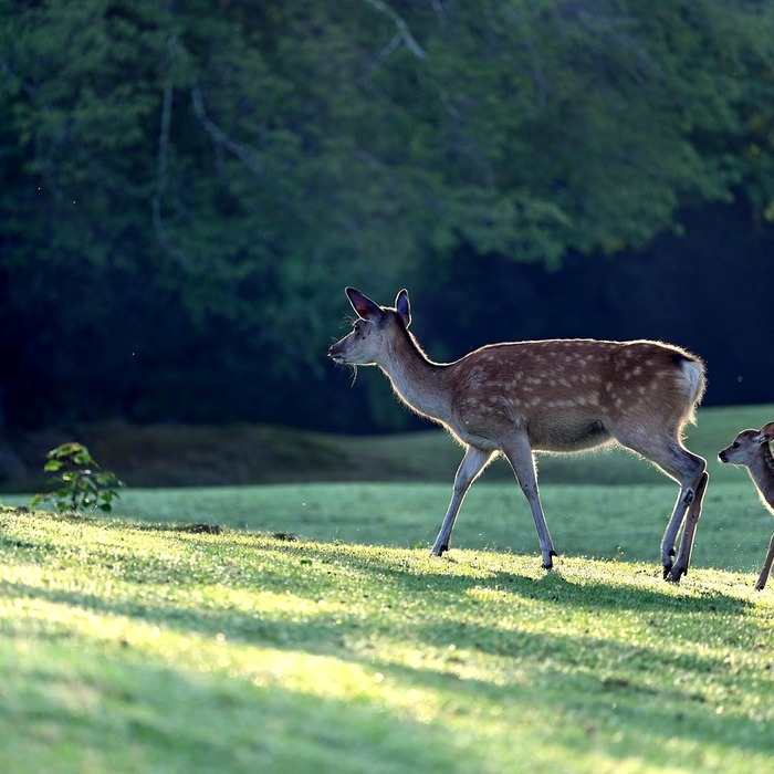 귀 먹먹함 원인