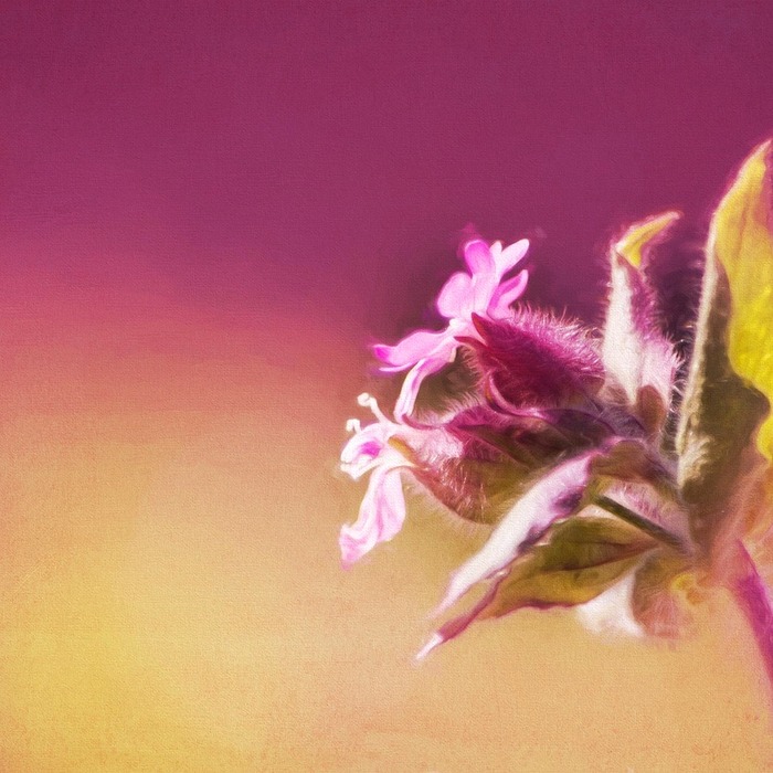 최보선 후보 사퇴