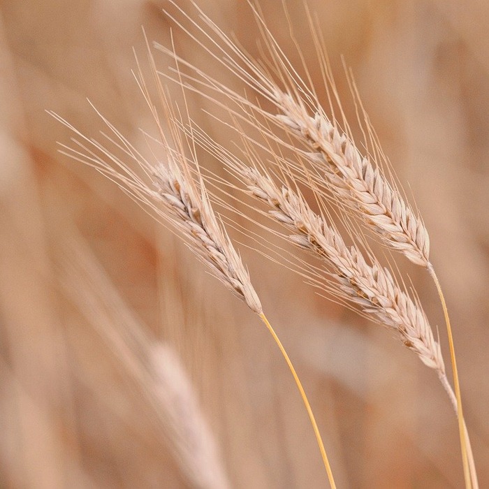 도시민 농촌 체험