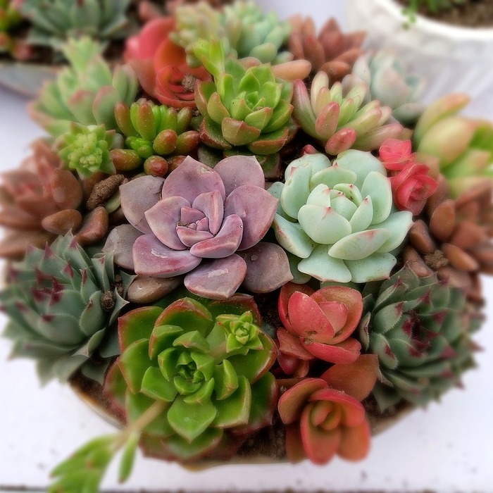 콜라비 심는 시기