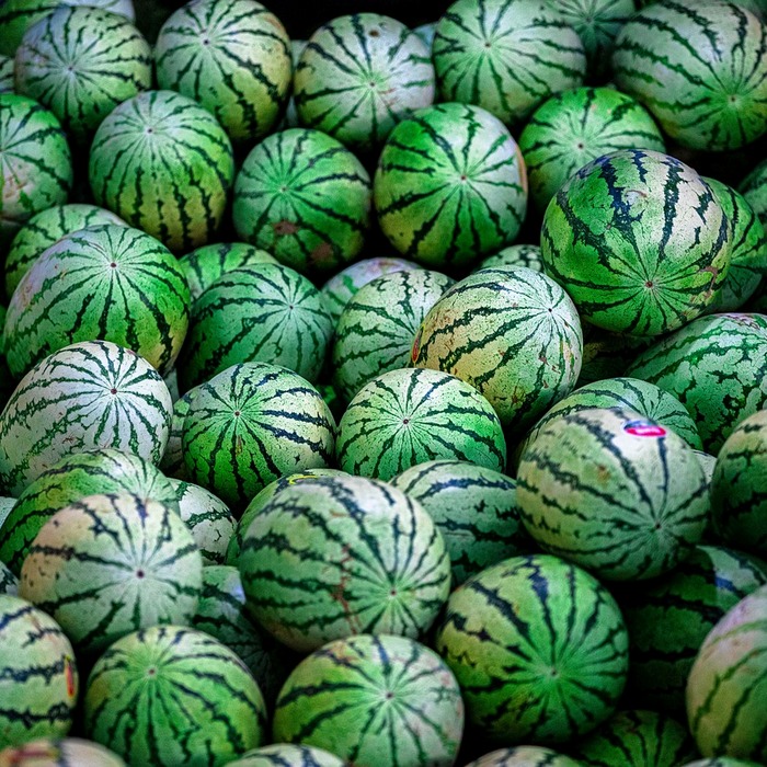 노지 수박 재배