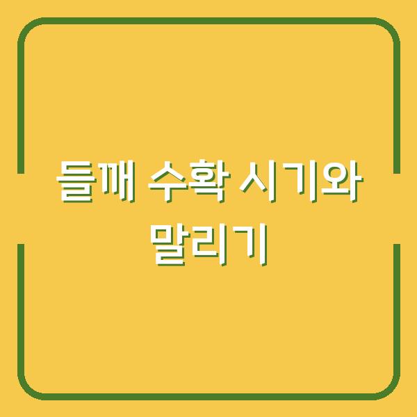 들깨 수확, 언제 베고 어떻게 말려야 수확량이 2배로 늘까?