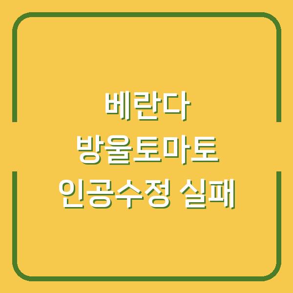 베란다 방울토마토 인공수정 못 하면 꽃만 지고 열매 안 맺힙니다