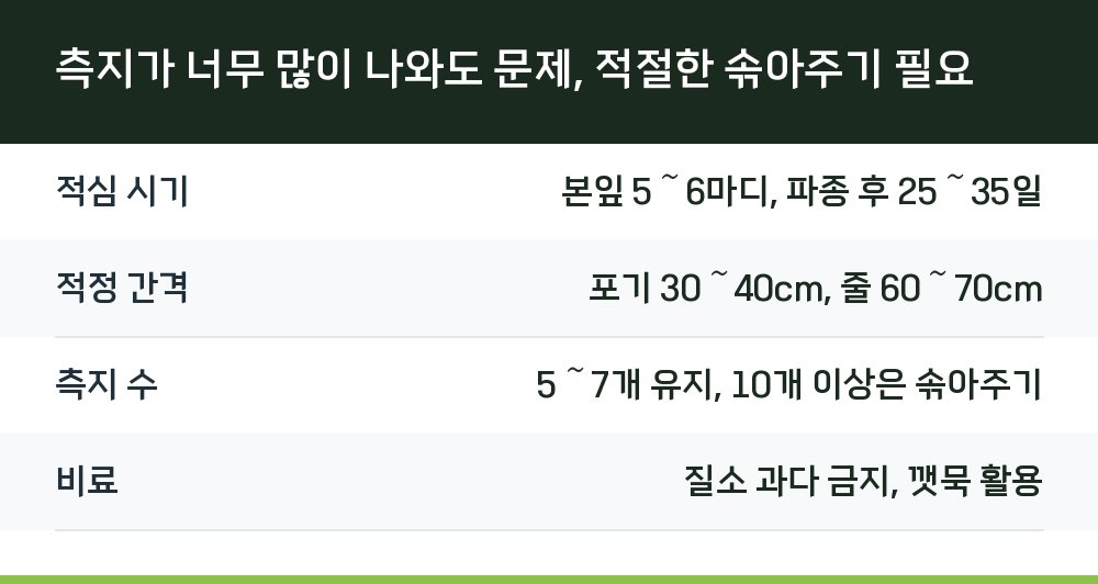 측지가 너무 많이 나와도 문제, 적절한 솎아주기 필요