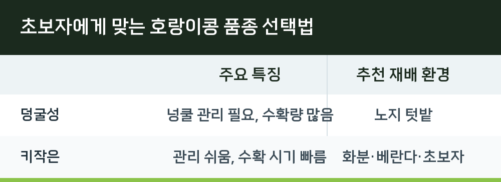 초보자에게 맞는 호랑이콩 품종 선택법